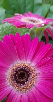 Flowers in Macro Foto stock