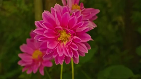 Flowers, macro shooting Stock Footage 221170257