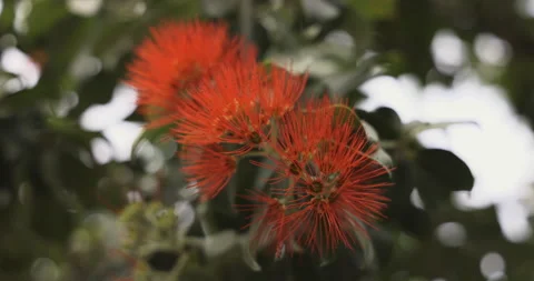 Flowers in Madeira close-up, 4K Stock Footage 246477210