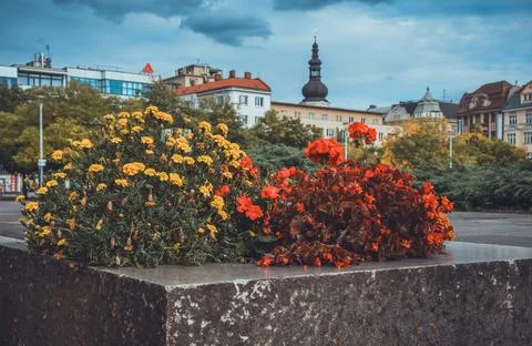 Flowers on the main square of Ostrava Stock Photos