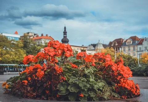 Flowers on the main square of Ostrava Stock Photos