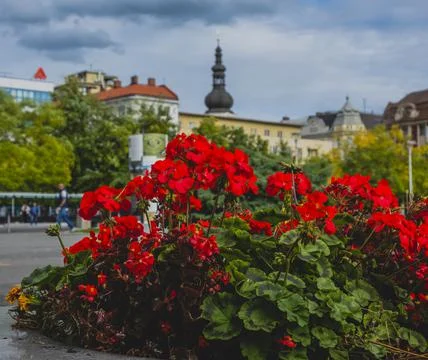 Flowers on the main square of Ostrava Stock Photos