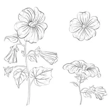 Flowers mallow, contours Stock Illustration