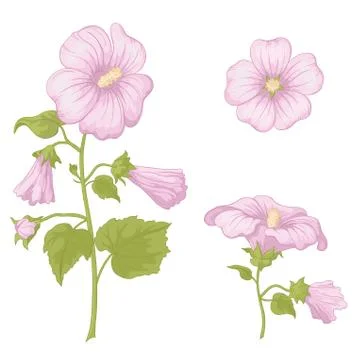 Flowers mallow, isolated Stock Illustration