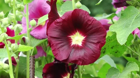 Flowers Malva Stock Footage 61054147