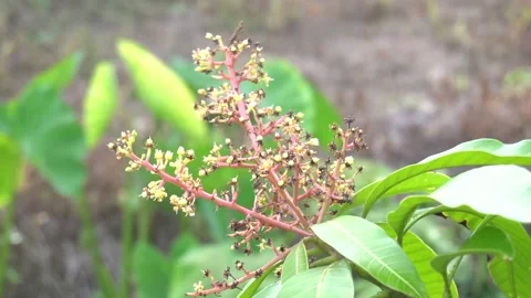 The flowers of the mango tree are small. Stock Footage 135961976