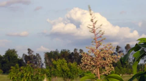 Flowers of a Mango Tree Stock Footage 50993220