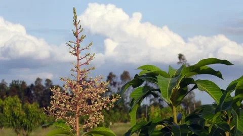 Flowers of a Mango Tree Stock Footage 50993317