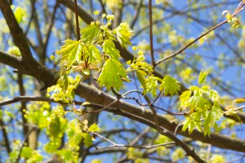 Flowers of the maple tree. Blooming maple tree branches. Springtime Stock Photos