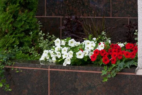 Flowers on marble. Stock Photos