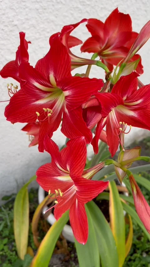 Flowers in march. Stock Footage 235083575