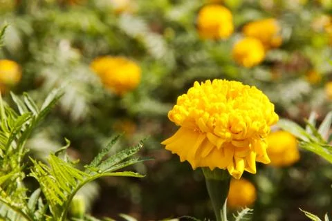 Flowers marigold Stock Photos