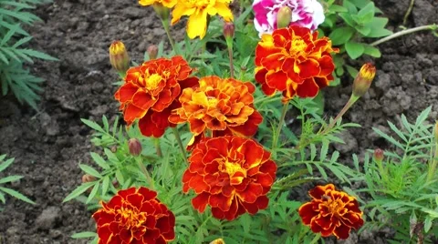 Flowers Marigolds Stock Footage 61054357