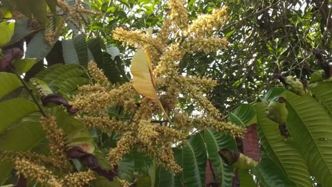 Flowers from matoa fruit Stock Footage 247778346