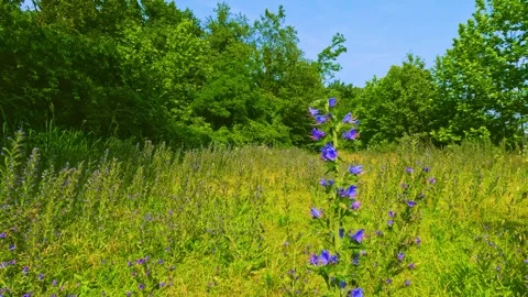Flowers in the meadow and bees Stock Footage 246455083