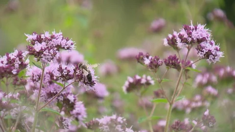 Flowers on a meadow with bee close up Stock Footage 73698371