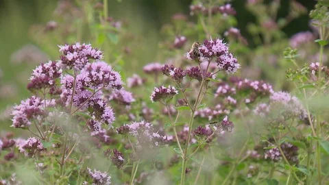Flowers on a meadow with bee Stock Footage 73698467