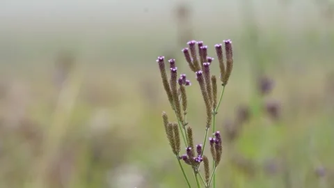 Flowers in the meadow with blurry background Stock Footage 258313789