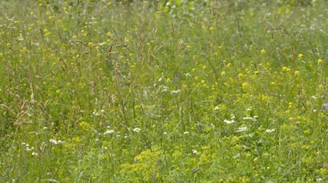 Flowers in the Meadow Stock Footage 39514916