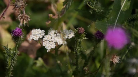 Flowers in meadow Stock Footage 42817925