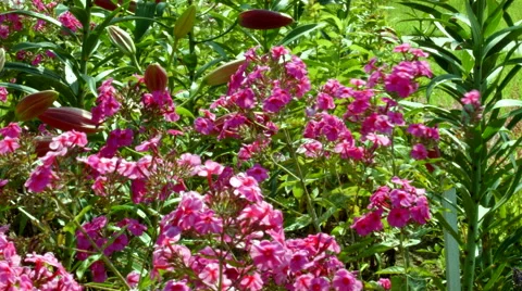 Flowers on the meadow 動画素材 54213429