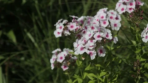 Flowers on a meadow Stock Footage 82939439
