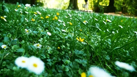 The flowers on the Meadow Stock Footage 90462523