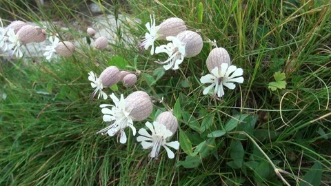 FLOWERS IN MEADOW Stock Footage 128260667