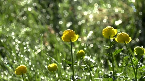 Flowers in the meadow. Stock Footage 194033279