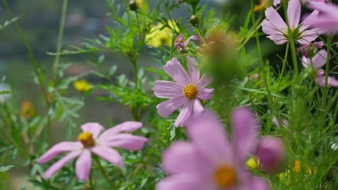Flowers in the meadow Stock Footage 300850451
