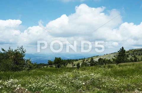 Flowers meadow on green hills Stock Photos