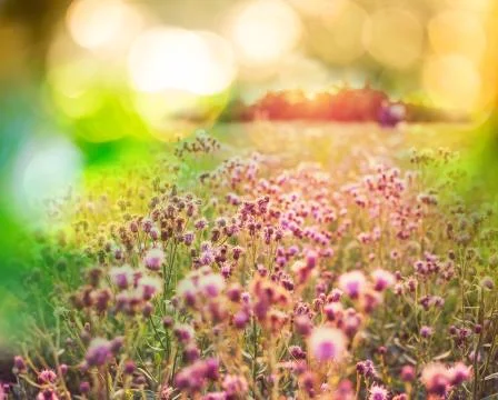 Flowers meadow Stock Illustration