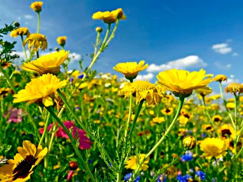 Flowers on a meadow Stock Photos