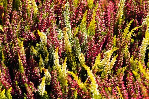 Flowers in the meadow Stock Photos
