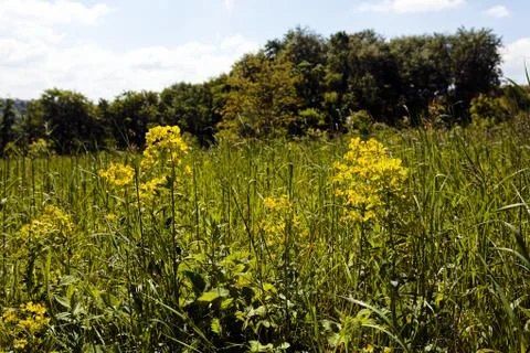 Flowers in the meadow Stock Photos