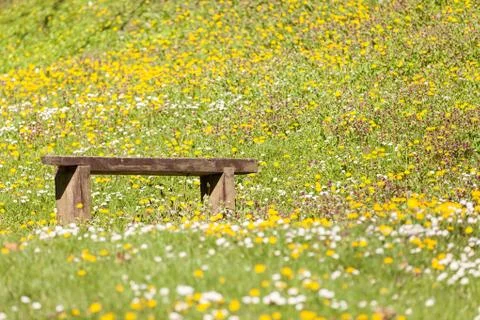 Flowers in the meadow Stock Photos