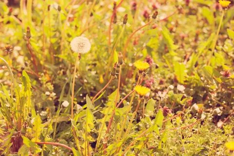 Flowers in the meadow Stock Photos