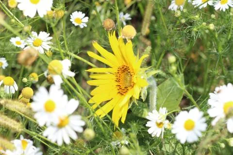 Flowers on the meadow Foto stock