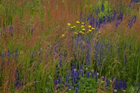 Flowers in the meadow Free Stock Photos