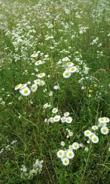 FLOWERS-MEADOW Stock Photos