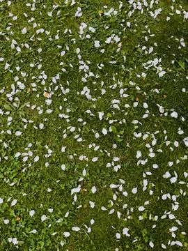 Flowers in a meadow Stock Photos