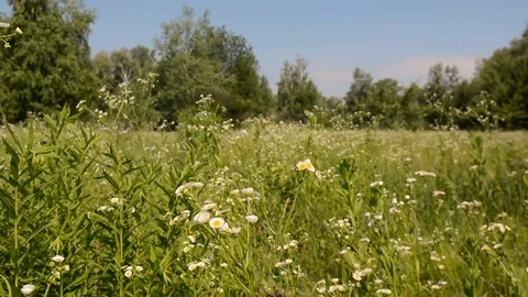 Flowers on a meadow in summer Stock Footage 90837282