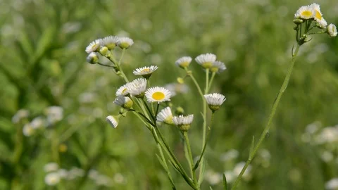 Flowers on a meadow in summer Stock Footage 90837302