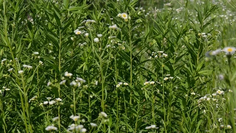 Flowers on a meadow in summer Stock Footage 90837317