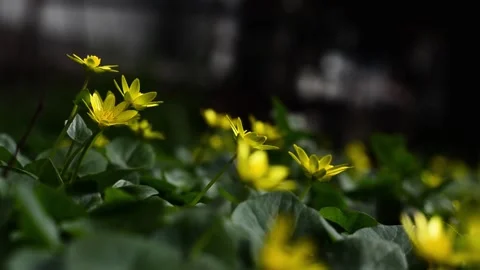 Flowers in a meadow in the summer Stock Footage 151928916