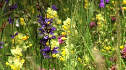 Flowers in a meadows Stock Footage 106719