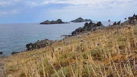 Flowers on Mediterranean coast Stock Footage 78557045
