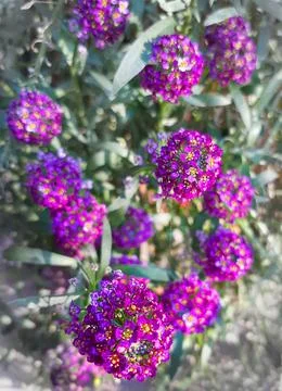 Flowers mignonette Stock Photos