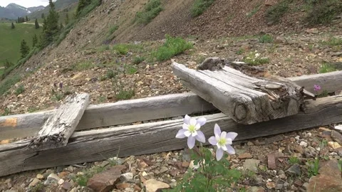Flowers On Mining Track Ruins Stock Footage 264117470