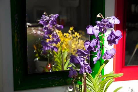 Flowers in the mirror Stock Photos